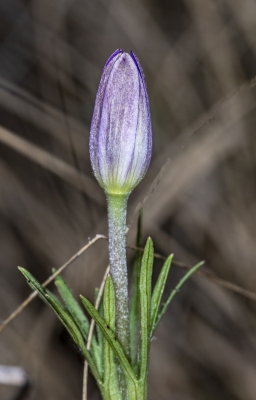 Purple Anemone 